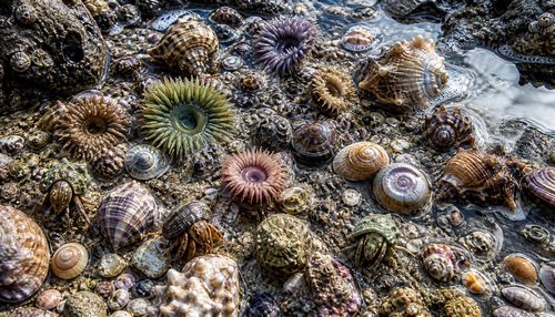 A highly detailed macro shot of a tide pool at low tide, filled with colorful sea anemones, hermit crabs, and dozens of spiral seashells. Wet sand with tiny pebbles, fragmented coral pieces, and glistening water droplets on the shells. Reflections of the cloudy sky in the water surface. Foam bubbles around the rocks. Each shell shows distinct ridges, spikes, and mother-of-pearl iridescence. Shot on 100mm macro lens, 8K, ultra-sharp, natural daylight with soft shadows.